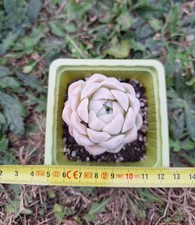 Echeveria  Hughmillus,  rare