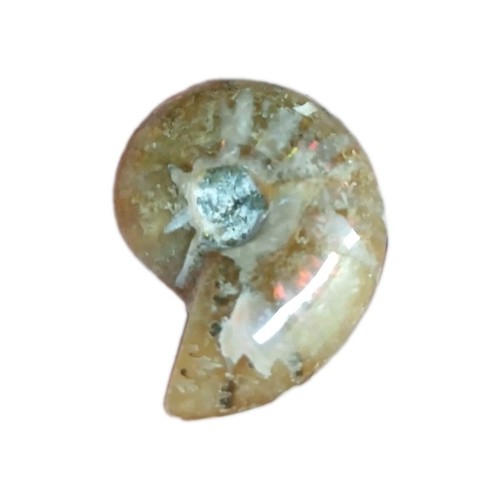 Ammonite fougère polie 12 - fougère, 11,12