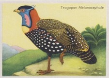 TRAGOPAN MELANOCEPHALUS TRAGOPAN DE HASTİNGS AVES OİSEAU BİRD IMAGE CARD