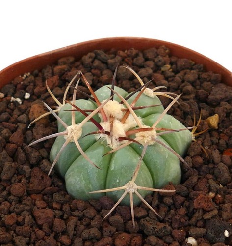 Echinocactus horizonthalonius