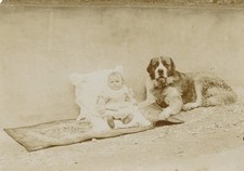 Photographie photo chien - , et