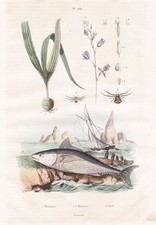 Thons Thunnus Gravure Sur Acier Spider Guerin-Meneville 1839
