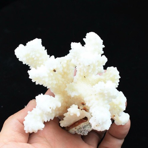 Décor corail blanc - décor,