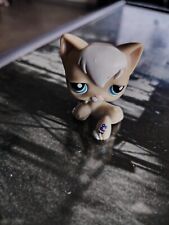 Petshop chat marron avec une