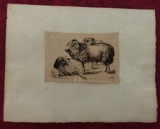 Gravure XIX Siècle: Moutons -