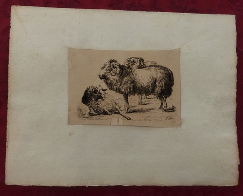 Gravure xix siècle moutons - siècle:,