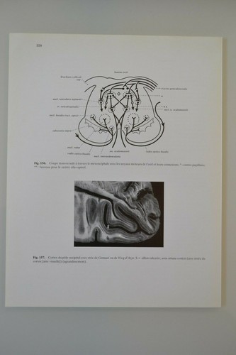 Planche anatomie humaine - d'anatomie,