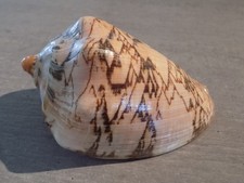 Coquillage :  NEW VOLUTIDAE CYMB. NOBILIS TAMARISKAE de 124.5 mm INDONESIE