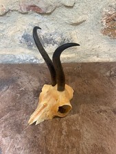 Cornes Bois Chamois Massacre Trophée Gamsbock Taxidermie Cabinet Curiosité