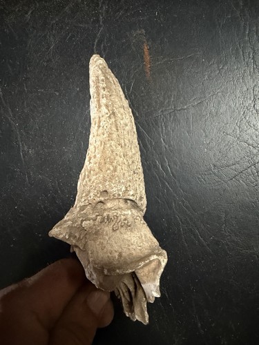 Fossile griffe dent - fossile,