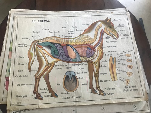 Ancienne affiche scolaire - ancienne, an