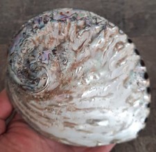 curiosité , taxidermie