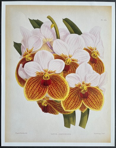 Botanique orchidées vanda - botanique,