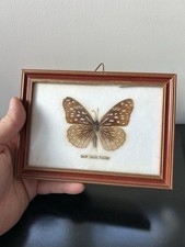 CADRE PAPILLON NATURALISÉ