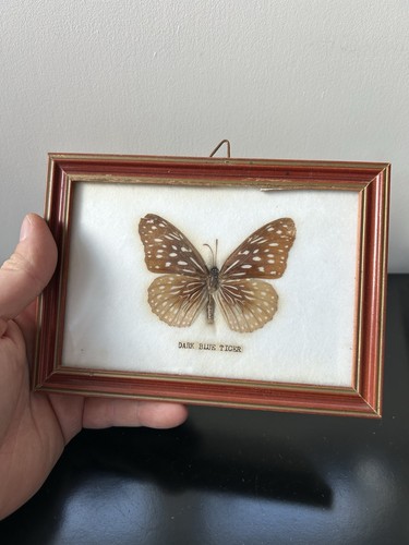 Cadre papillon naturalisé - cadre,