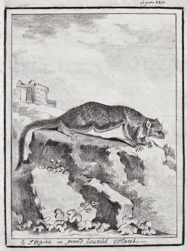 Dessin écureuil volant sri - Écureuil,