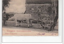 EN NIVERNAIS - Charette trainée par des boeufs - état