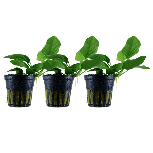 Plante aquarium pièces - d’aquarium, 3
