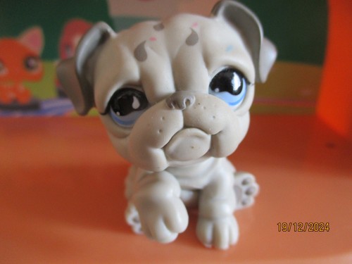 Petshop chien bouledogue 508 - petshop, #508