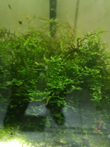 Mousse java taxiphyllum - de,