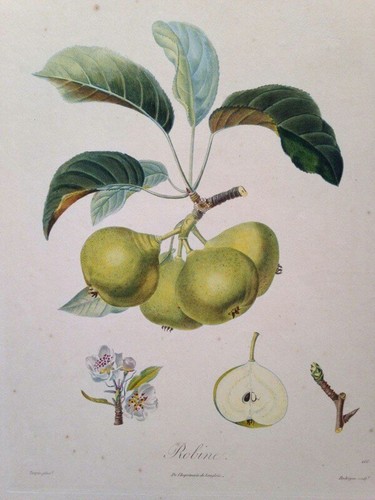 Poiteau pomologie - la,