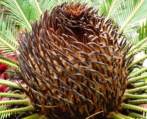 Cycas revoluta sago palm - cycas, |