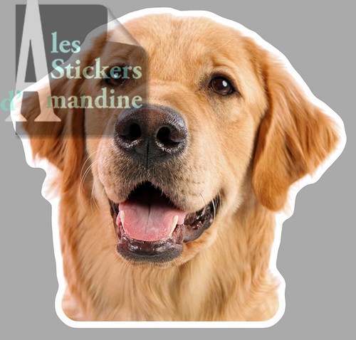 Tete chien epagneul dogue - epagneul,