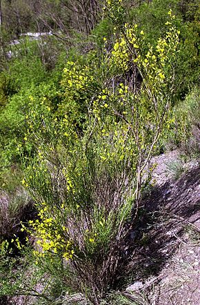 Graines genista cinerea - genista,