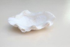 Coquillage ancien Benitier -vide poche - baguier