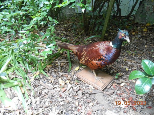Faisan chasse naturalisé