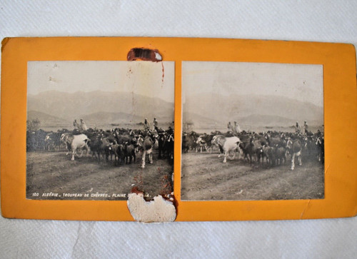Photo stereo algerie - algerie, troupeau