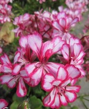 ♫ GERANIUM LIERRE 'Rose' -