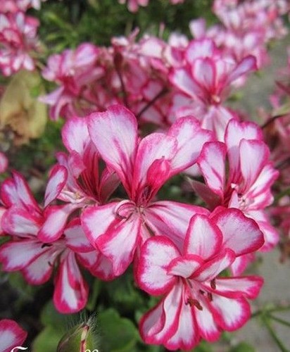 Geranium lierre rose - geranium,