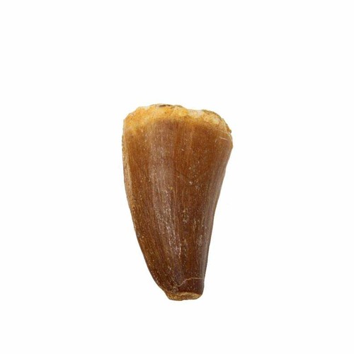 Mosasaur tooth dinosaur - dinosaur,