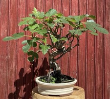 BONSAÏ  FIGUIER. FICUS CARICA