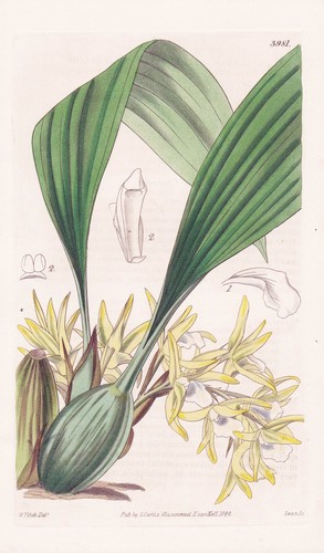 Maxillaria decolor jamaïque - decolor,