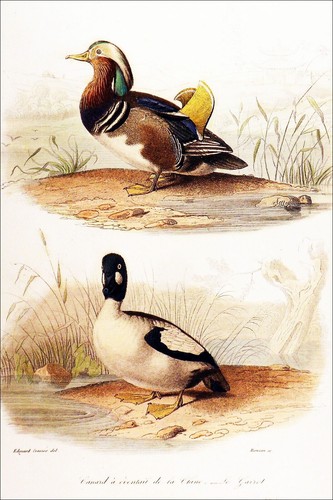 Ornithologie canard mandarin - ornithologie,