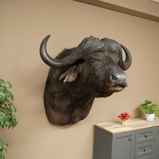 Tête De Buffle Du Cap Buffle