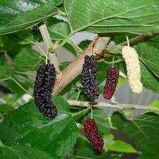 Morus alba 'Milanówek' - Mûrier blanc à gros fruits comestibles