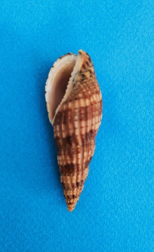 Lyria solangeae - , 63,7