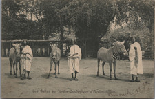 Zoo humain, Les Gallas et les