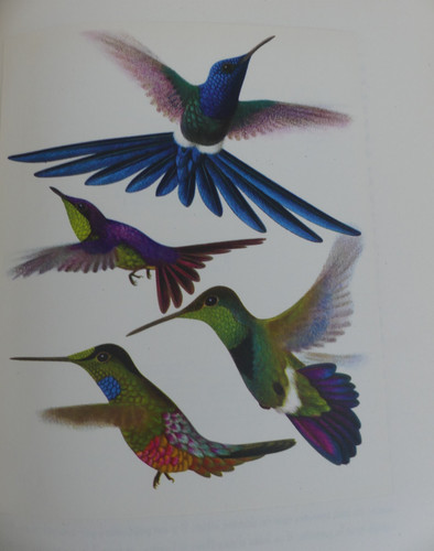 Oiseaux paradis colibris - paradis,