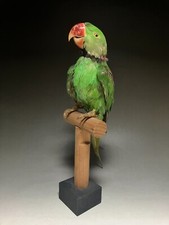 farcie, perruche alexandrine