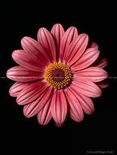 Photo A4 Floral Kawaii Moderne