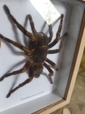 Taxidermie Mygale Géante A Bande Orange Du Brésil. Cadre.  Entomologie.