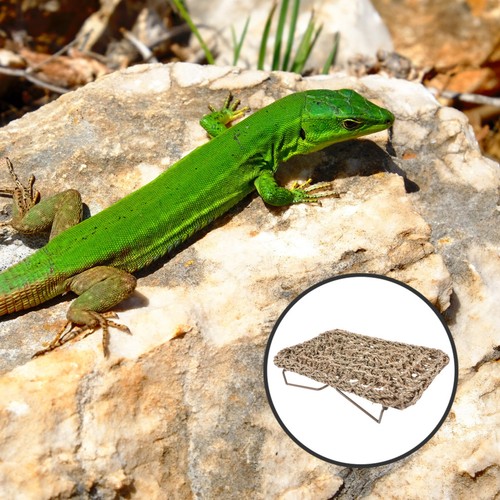 Lézard chaise longue lit de - ,