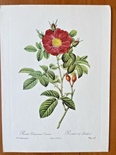 8 Gravures Botaniques de