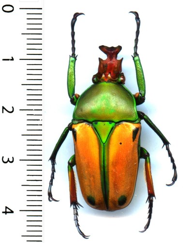 Cetoniidae coelorrhina - cetoniidae,