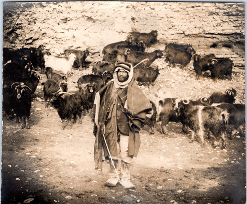 Berger syrien vintage - un,
