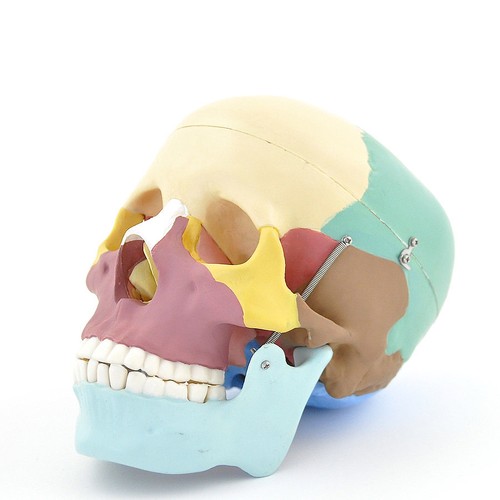 Heinescientific crâne - heinescientific,